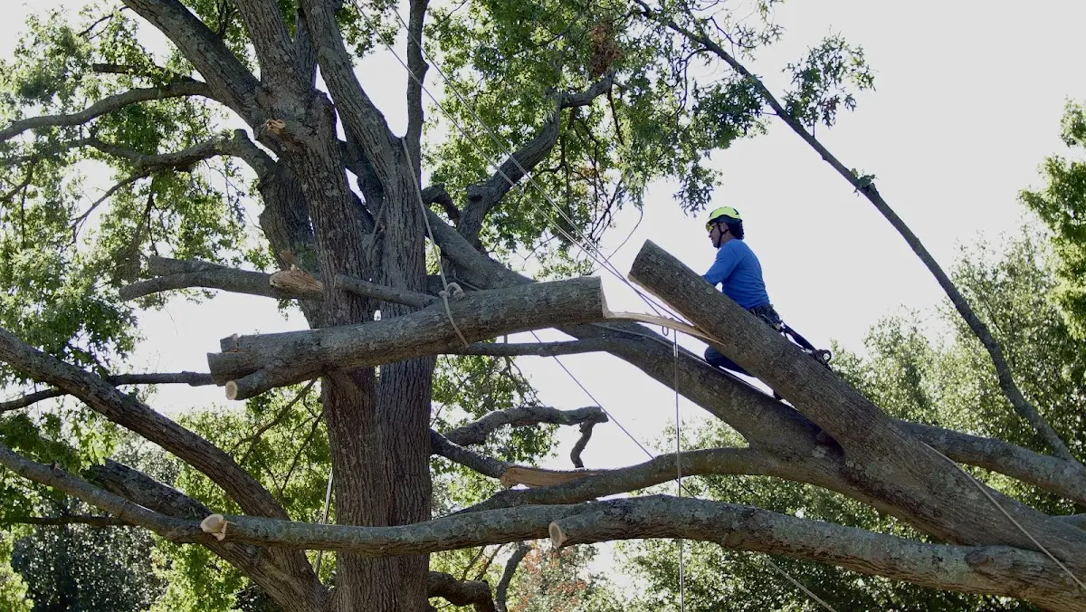 Professional Crown Thinning performed by certified arborists in Boys Town