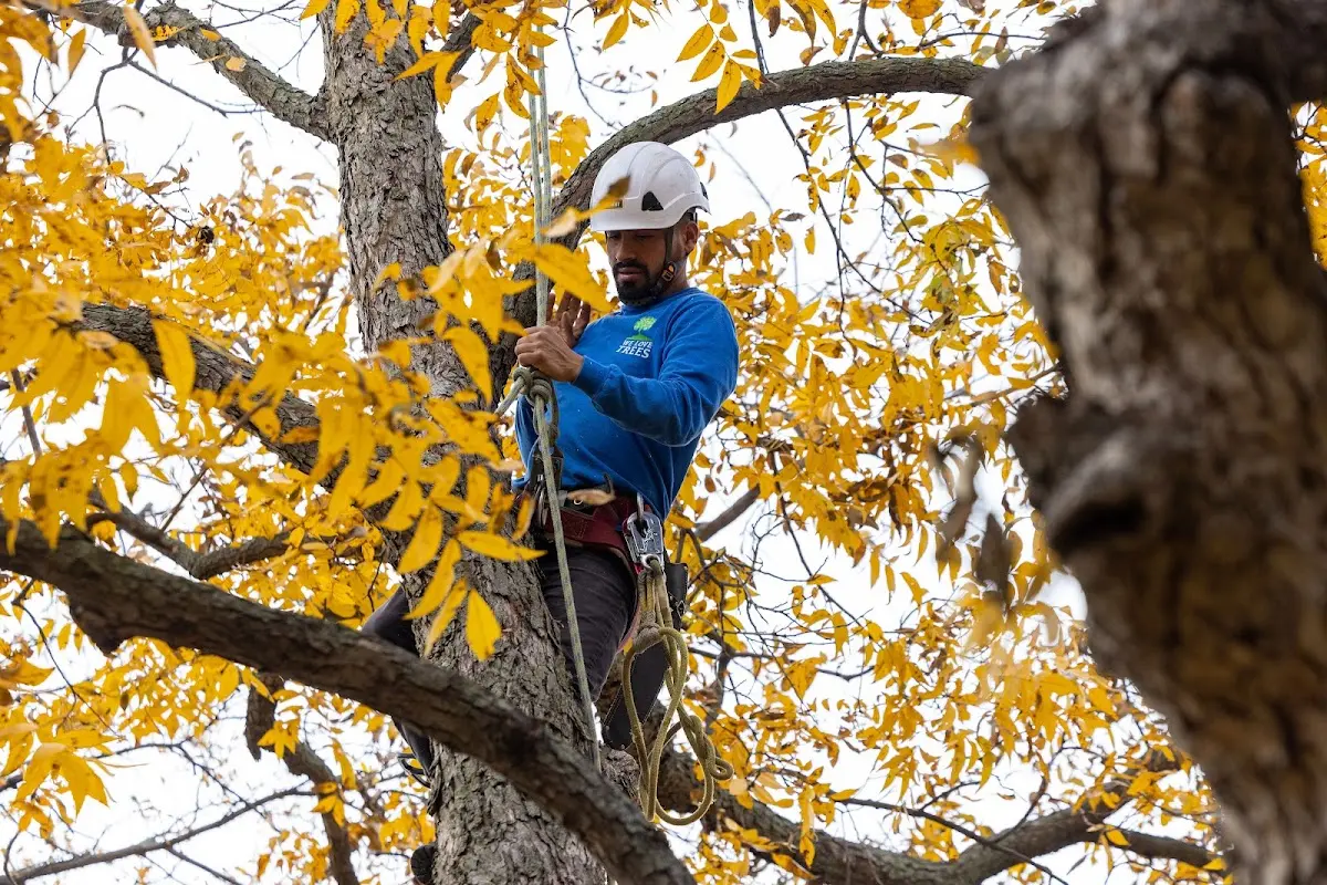 Skilled Tree Pruning crew working in Boys Town