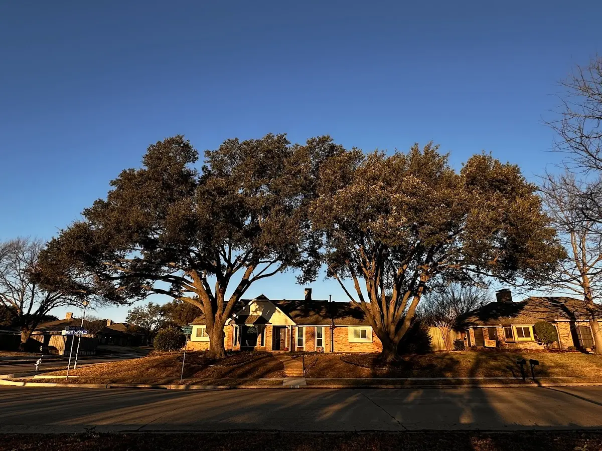 Established residential canopy tree shading a home in Boys Town